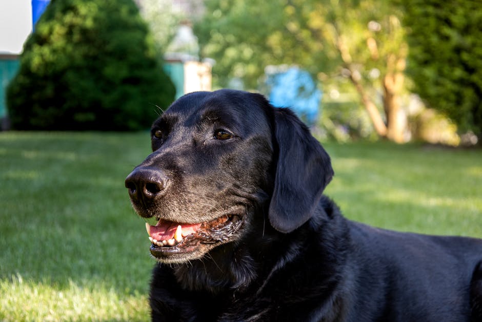 A black Labrador Retriever enjoying a sunny day outdoors in Solothurn.