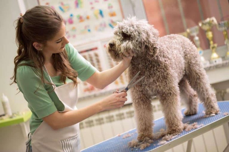 How Often Should You Have Your Dog Groomed?