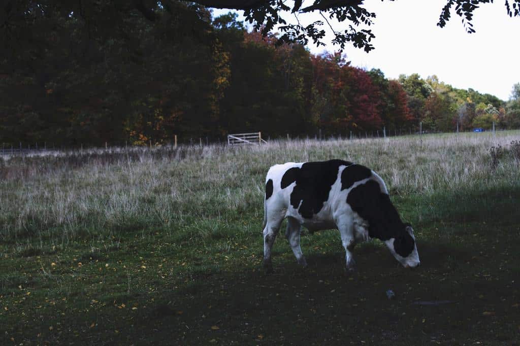 How to Take Good Care of Cattle