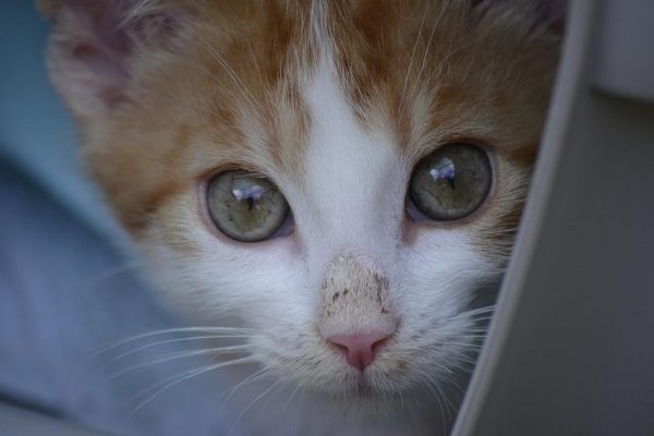 Helping Animals Explained: 6 Ways You Can Make a Difference