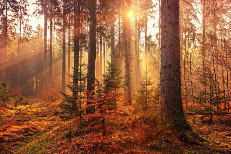 Preserving Your Landscape: Tree Removal Alternatives and Solutions