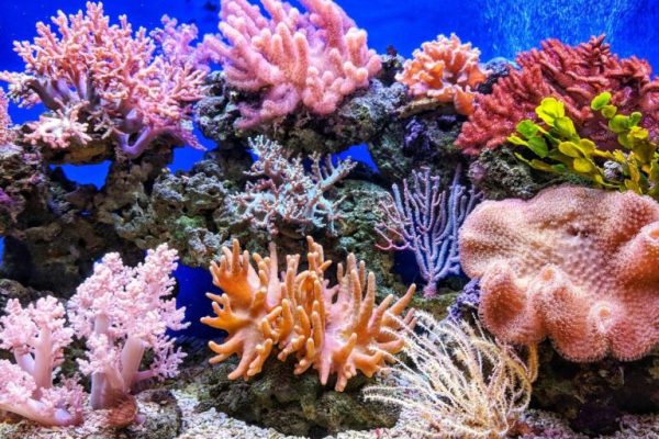 Farming the Reef: 6 Ways Coral Aquaculture is Saving Our Oceans