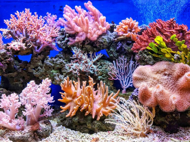 Farming the Reef: 6 Ways Coral Aquaculture is Saving Our Oceans Farming the Reef: 6 Ways Coral Aquaculture is Saving Our Oceans