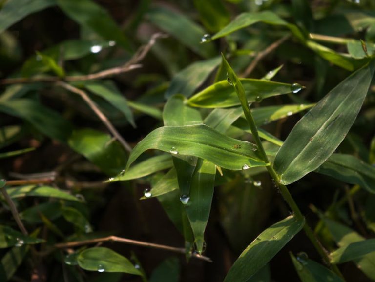 Soursop Graviola Liquid: 7 Reasons It Outperforms Capsules
